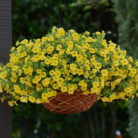 Калибрахоа, рассада С1