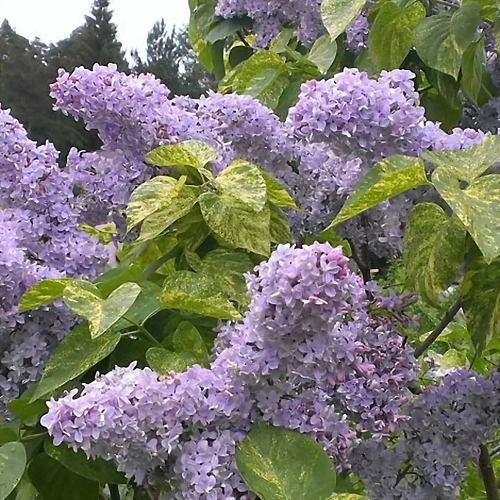 Сирень Аукубафолия (Aucubaefolia) С2 Сирень Аукубафолия (Aucubaefolia) С2