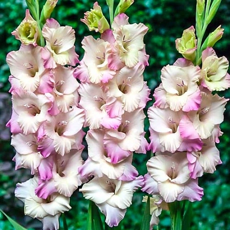 Гладиолус Tampere (5 шт. в уп.)