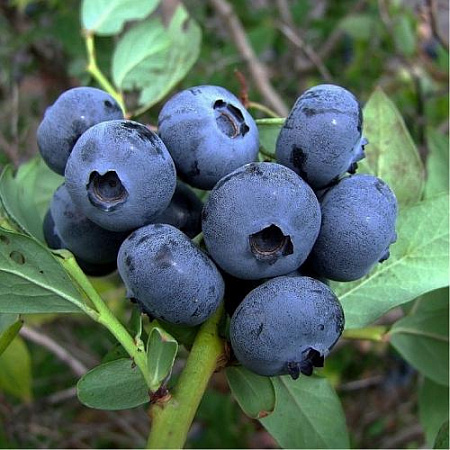 Голубика Спартан (Spartan) С3 Голубика Спартан (Spartan) С3