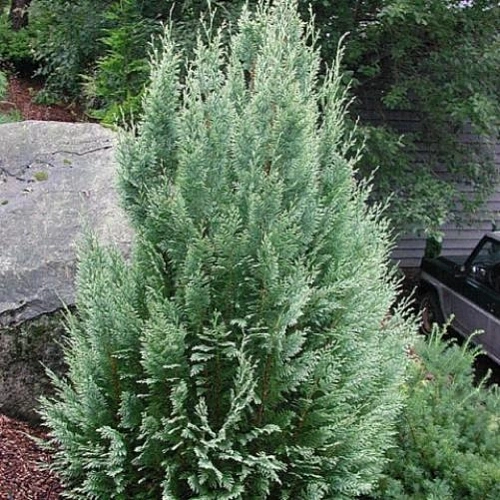 Кипарисовик Уайт Спот 100-130 см Кипарисовик Уайт Спот 100-130 см