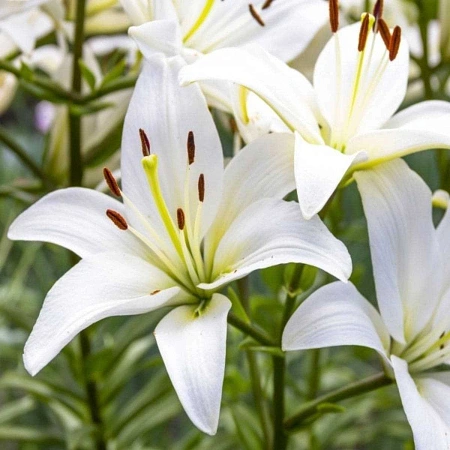 Лилия Navona (уп. 2 шт)