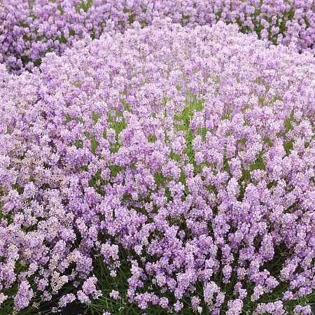 Лаванда Rosea узколистная