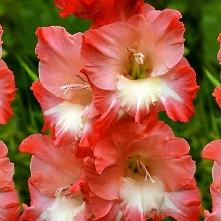 Гладиолус Cheops (7 шт. в уп.)