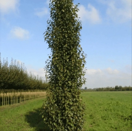 Береза Fastigiata повислая С3