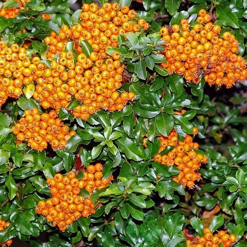 Пираканта Teton 40-50 см Пираканта Teton 40-50 см