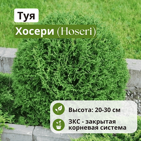 Туя Хосери (Hoseri) западная С3 20-30 см