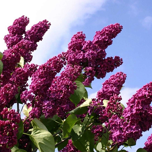 Сирень Знамя Ленина С2 Сирень Знамя Ленина С2