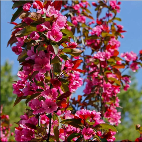 Яблоня пурпурная Ola Яблоня пурпурная Ola