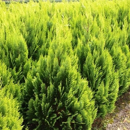 Кипарисовик Алюмиголд Лавсона 30-40 см Кипарисовик Алюмиголд Лавсона 30-40 см