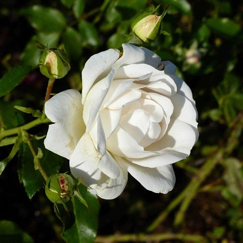 Роза Карт Бланш (Carte Blanche) Роза Карт Бланш (Carte Blanche)