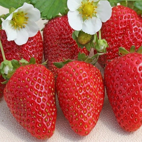 Клубника Альба Клубника Альба