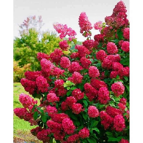Гортензия метельчатая Wims Red С3 Гортензия метельчатая Wims Red С3