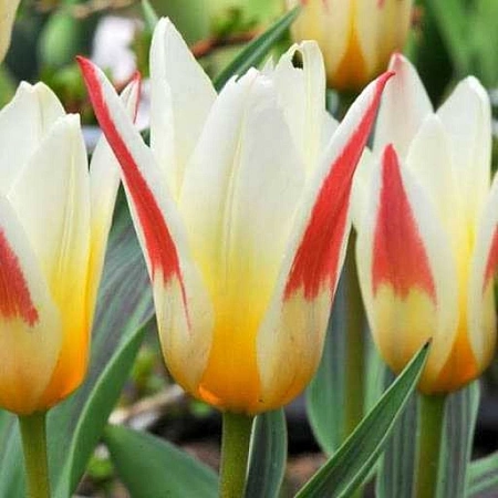 Тюльпан Johann Strauss (5 шт. в уп.)