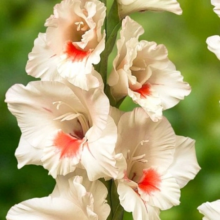 Гладиолус Ajax (7 шт. в уп.)