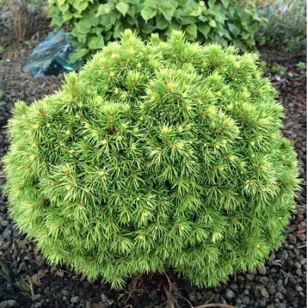 Ель обыкновенная Ялако Голд 20 см