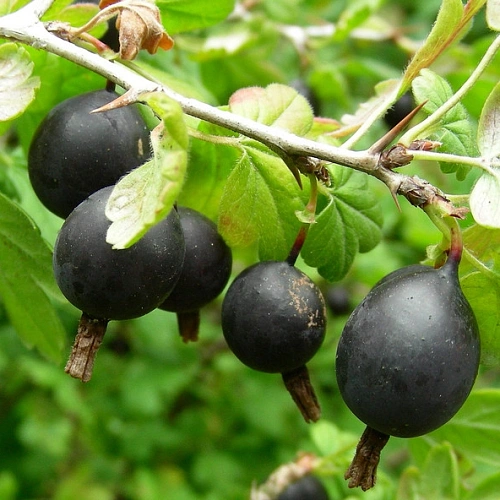 Йошта Моро Йошта Моро