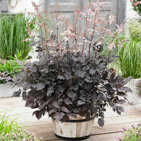 Астильба Chocolate Shogun тунберга Астильба Chocolate Shogun тунберга