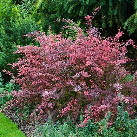 Барбарис Rose Glow тунберга