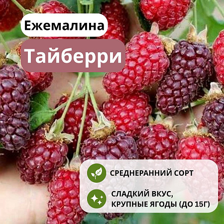 Ежемалина Тайберри С3