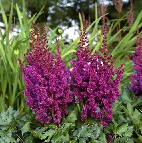 Астильба Вижн ин Ред С3 Астильба Вижн ин Ред С3