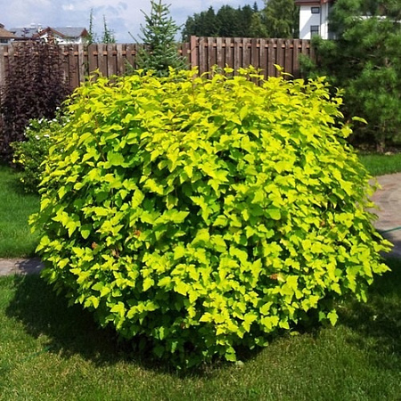 Пузыреплодник Лютеус (Luteus) C3