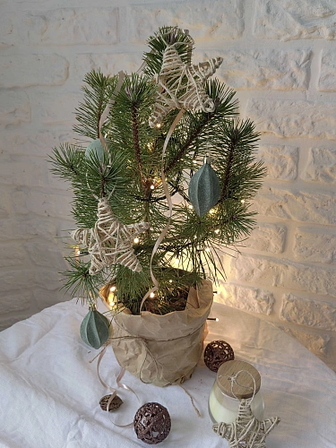 Сосна Унцината (Uncinata) 30-40 см горная Сосна Унцината (Uncinata) 30-40 см горная