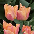 Тюльпан Passio Sweet (5 шт. в уп.) Тюльпан Passio Sweet (5 шт. в уп.)