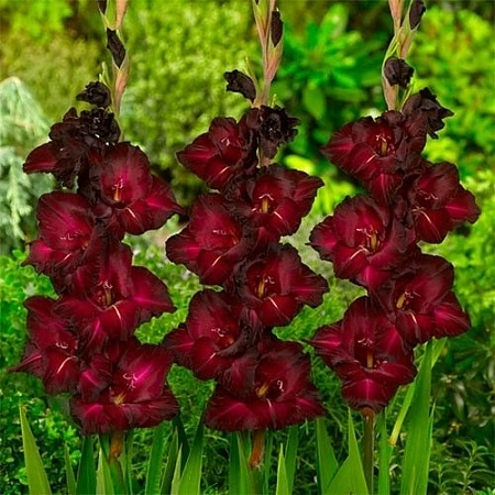 Гладиолус Black Surprise крупноцветковый Гладиолус Black Surprise крупноцветковый