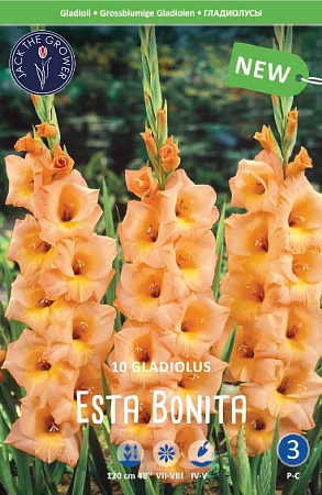 Гладиолус Esta Bonita, 10 шт (Lefeber)
