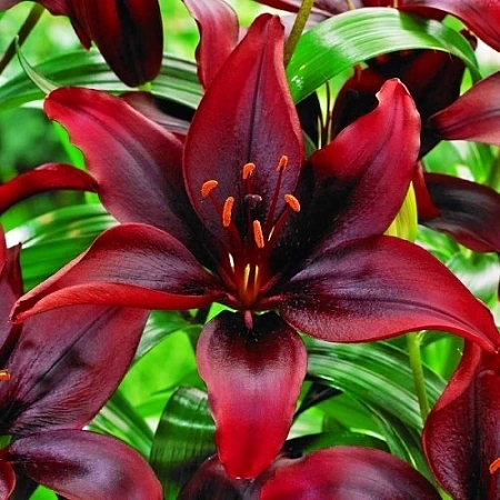 Лилия Mapira (2 шт. в уп.)