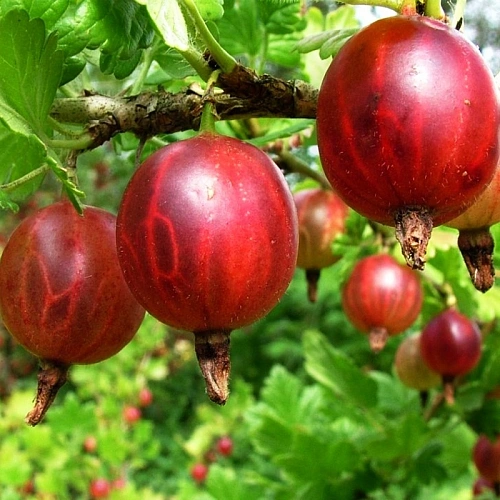 Крыжовник Колобок Крыжовник Колобок