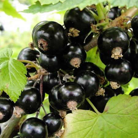 Смородина Селеченская 2 черная