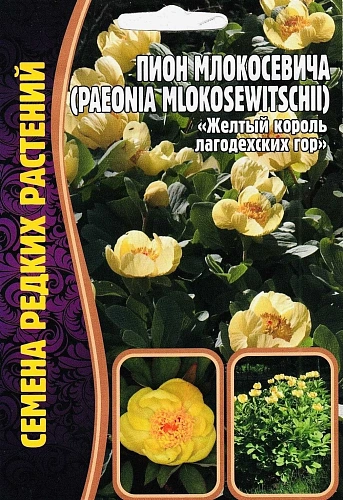 Пион Млокосевича, 3 шт (Ред сем) Пион Млокосевича, 3 шт (Ред сем)