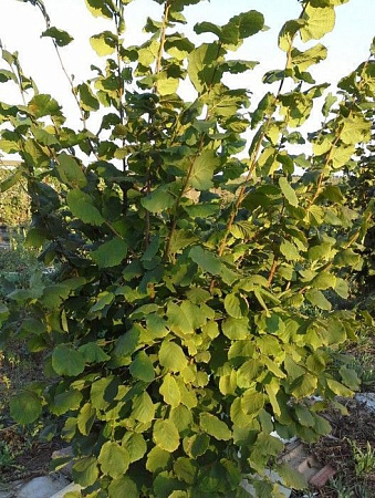 Фундук Барселонский С5