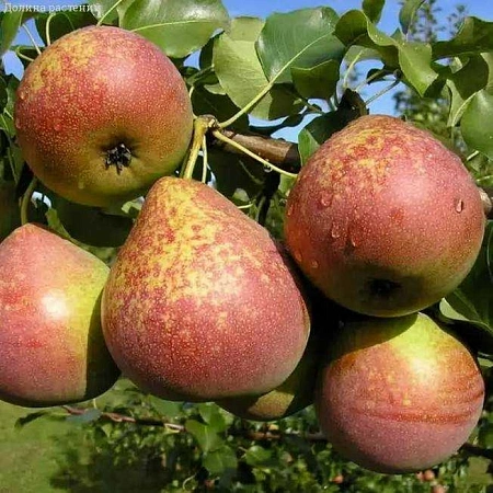 Груша Мраморная (однолетка)