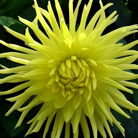 Георгина Yellow Star Георгина Yellow Star