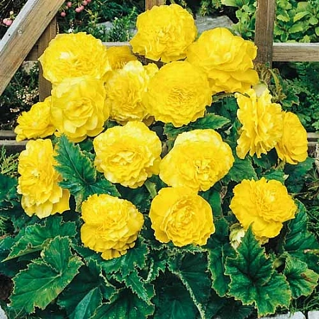 Бегония Double Yellow (уп. 2 шт)