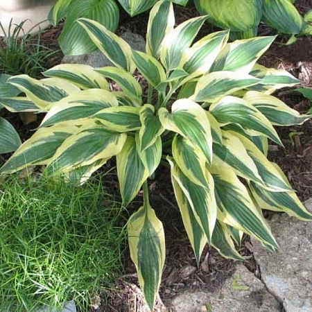 Хоста Lakeside Dragonfly (уп. 1 шт) Хоста Lakeside Dragonfly (уп. 1 шт)