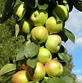 Яблоня Гирлянда (колоновидная) Яблоня Гирлянда (колоновидная)