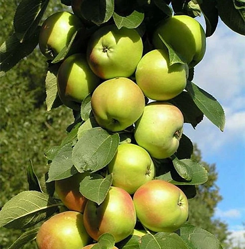 Яблоня Гирлянда (колоновидная) Яблоня Гирлянда (колоновидная)