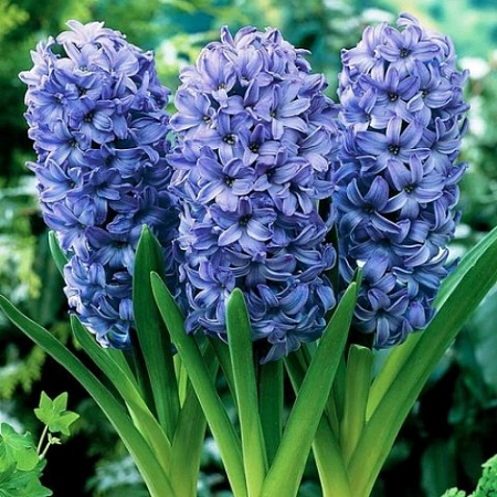 Гиацинты Minos