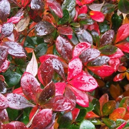 Барбарис Red Jewel тунберга 20 см