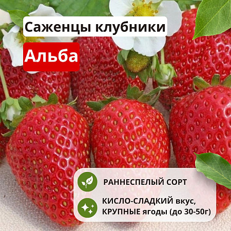 Клубника Альба