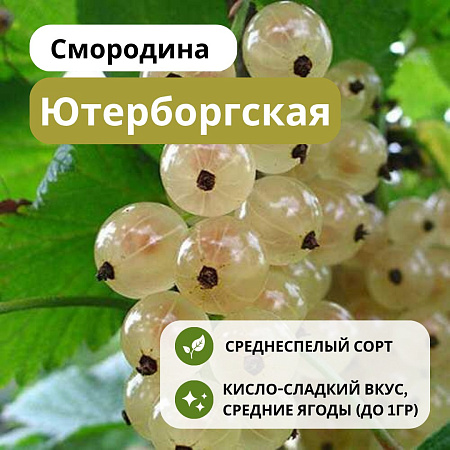 Смородина Ютерборгская белая С5