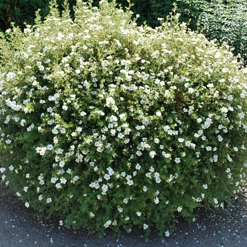 Лапчатка Abbotswood кустарниковая Лапчатка Abbotswood кустарниковая