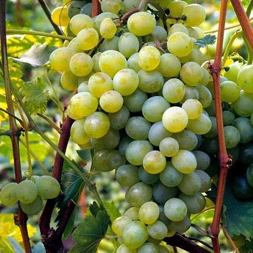 Виноград Иза Залевска Виноград Иза Залевска