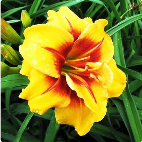 Лилейник Mount Helena в горшке С-1 Лилейник Mount Helena в горшке С-1