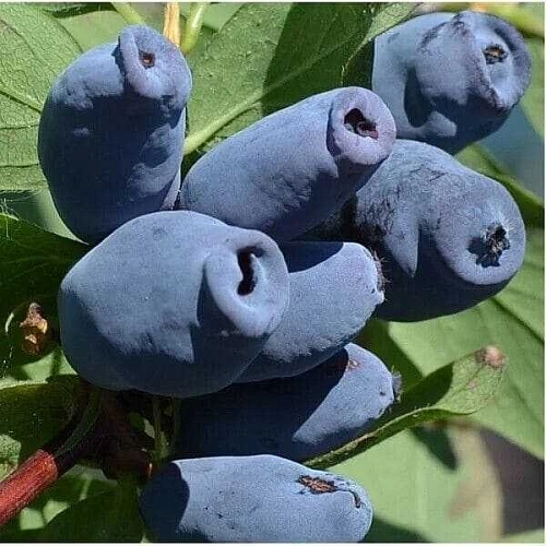 Жимолость съедобная Аврора С3 Жимолость съедобная Аврора С3