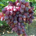Виноград Красотка Виноград Красотка